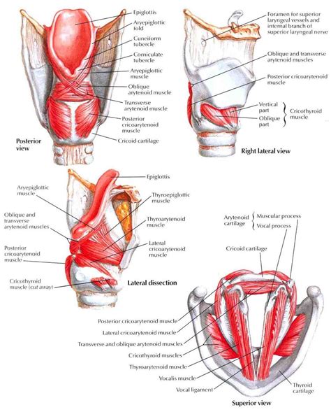 Intrinsic Muscles Of Larynx AlexzanderropSherman