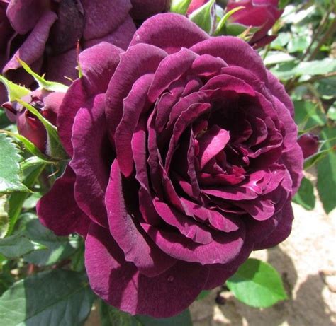 Ebb Tide Wekmopur Floribunda Rose Stunning Deep Purple Buds Which