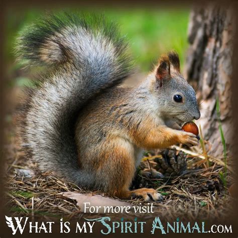 What Does It Mean To Dream About Squirrels Churchgistscom
