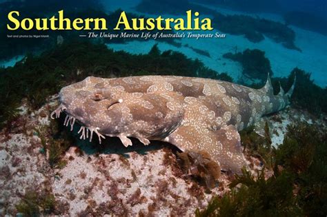 The Unique Marine Life Of Southern Australia X Ray International Dive