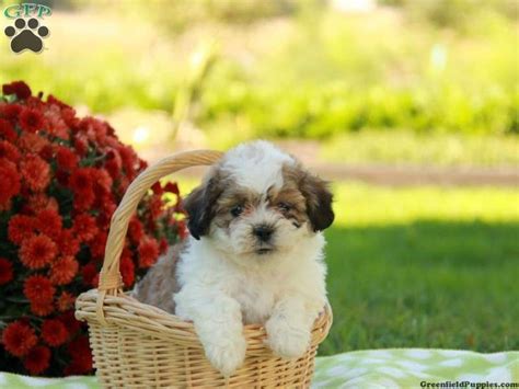 Shichon Teddy Bear Puppies For Sale In Pa Shichon Puppies Teddy