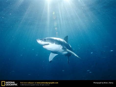 National Geographic Great White Shark Wallpaper Download