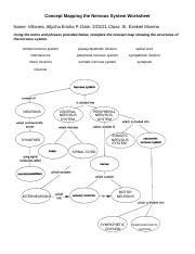 Concept Mapping The Nervous System Worksheet1 1 Docx Concept Mapping