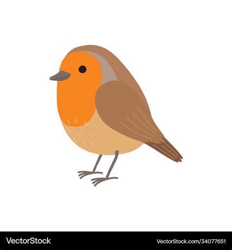 Robin Bird Isolated On White Royalty Free Vector Image