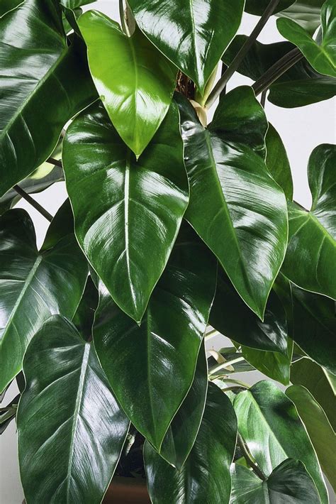 Green Leaf Plants A Guide To Indoor Care In 2023 Siteprem Update