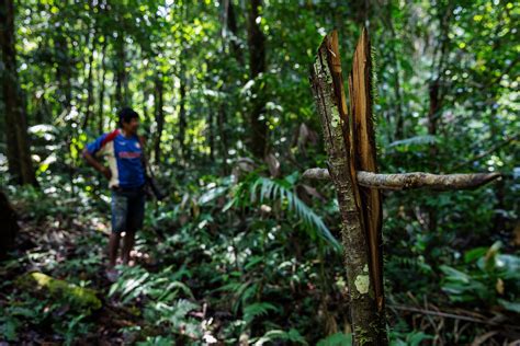 Xikrin warriors battle illegal Amazon invasion – in pictures | Picture