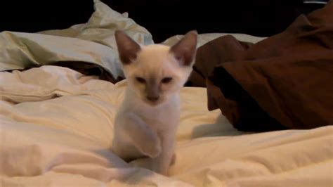 They have russian blue cat lines in their genes. Lilac Point Siamese Kitten - YouTube