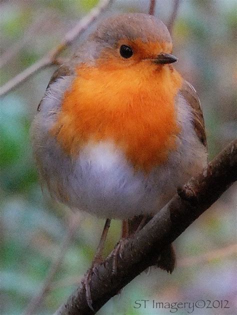So Beautiful Is The Robin Redbreast Pet Birds Pretty Birds