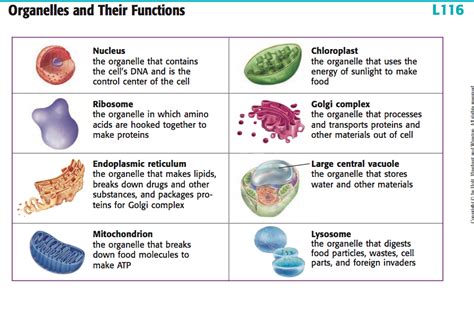 Pin By Brianna Ritchie On Nurse Life Biology Notes Plant Cell Cell Wall