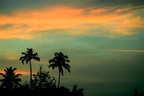 Palm Tree Palms Sunset Sky Hd Wallpaper Wallpaper Flare