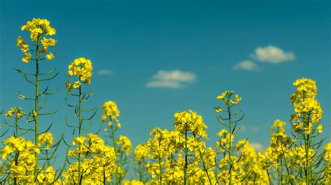 Yellow Flowers Under Partly Cloudy Skies During Daytime · Free Stock Photo