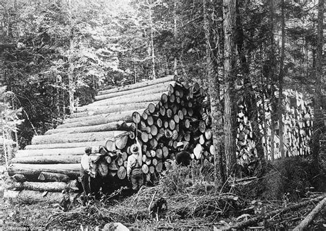 1800 S Logging Photos