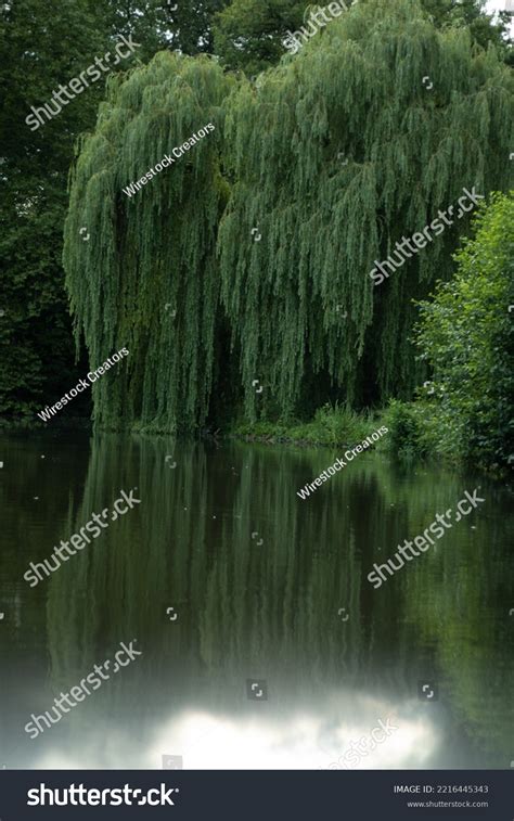 Vertical Image Weeping Willow Reflected Lake Stock Photo 2216445343