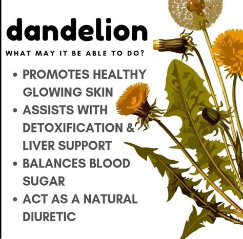 Dandelion Root Powder Manufacturer Undersun