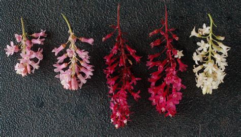 Garden Notes From Leaning Oaks A Really Good Red Flowering Currant