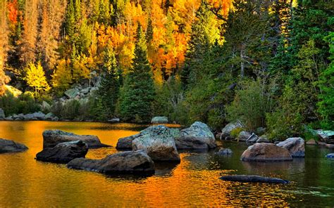 El Sol Reflejado En Los Pinos Del Bosque En Otoño Wallpaper Hd Ultra