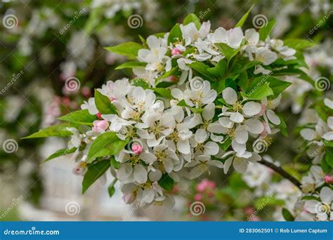 Crabapple Malus Spring Snow With Fragrant Pure White Flowers Stock