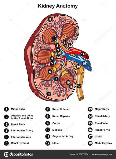 Diagrama Infográfico Marcado Seção Transversal Anatomia Renal Incluindo