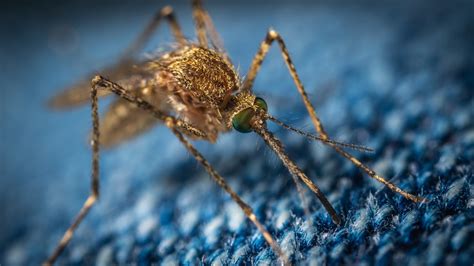 Genetically Modified Mosquitos Are Coming To Florida Saving Humans