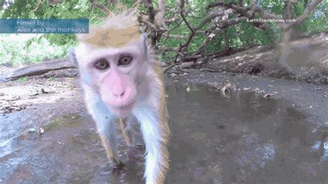 Monkey  Find And Share On Giphy