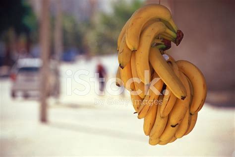 Hanging Bananas Stock Photo Royalty Free Freeimages