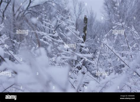 Snowy Bushes Outside Of A Fast Food Restaurant Stock Photo Alamy