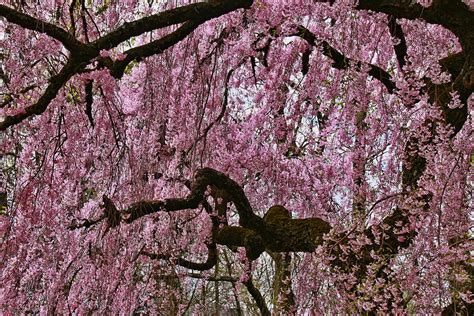Cherry Blossom Trees Of Branch Brook Park 27 Photograph By Allen Beatty