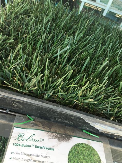 Bolero Sod 100 Dwarf Fescue Grass Sod And Seed