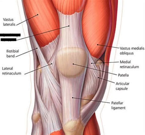 Download scientific diagram | tendon structure and composition. Lower Extremity Muscles Flashcards | Easy Notecards