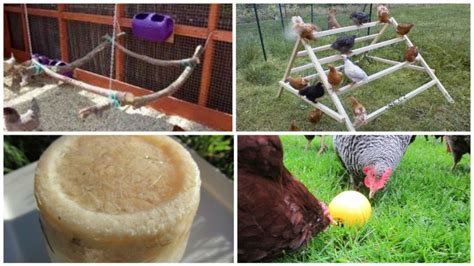 How To Keep Your Chickens Entertained And 3 Diy Toys Part 2 Chicken Toys Chicken Diy Diy