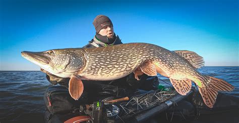 Giant Winter Pike On The Fly Esoxonly Everything About Esox Fishing