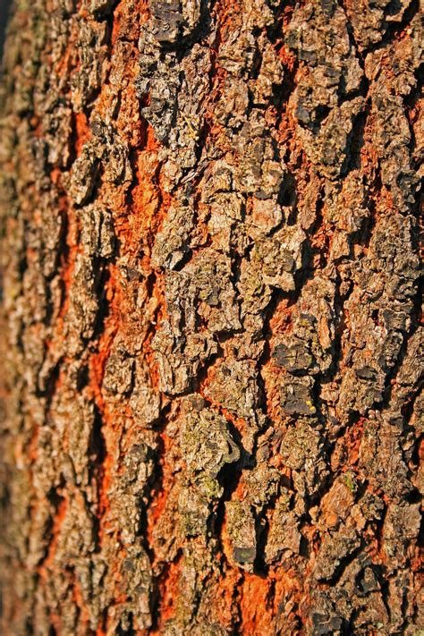 Tree Bark Close Up Free Stock Photo Public Domain Pictures