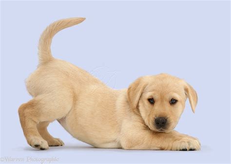 Yellow Lab Puppies Playing