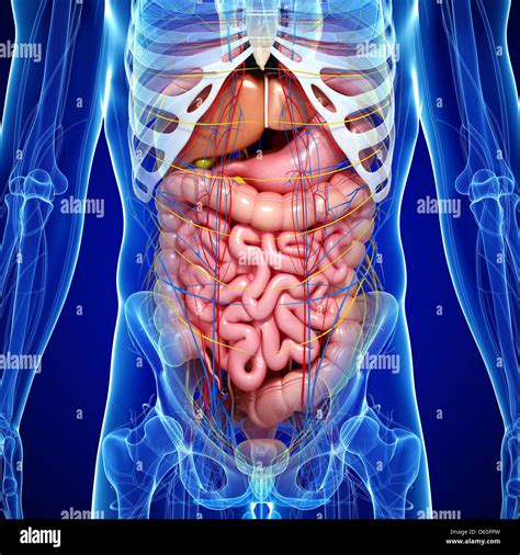 Male Anatomy Artwork Stock Photo Alamy