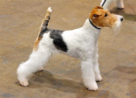 Fox Terrier ~ Paulas Loving Leash Pet Care Services