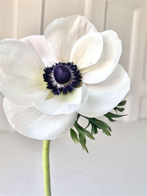 Fresh White Anemone Anemone Flower Pretty Flowers Beautiful Flowers