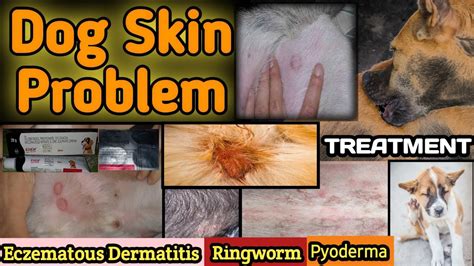 Dog Skin Problems Solution In Hindi Atopic Dermatitis Dog Skin