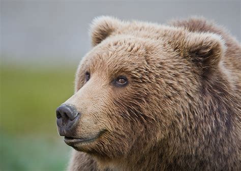 Глаза Медведя Картинки — Красивое Фото