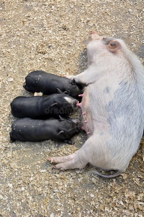 Baby Pigs Sucking Mllk From Their Mother Stock Image Image Of Small