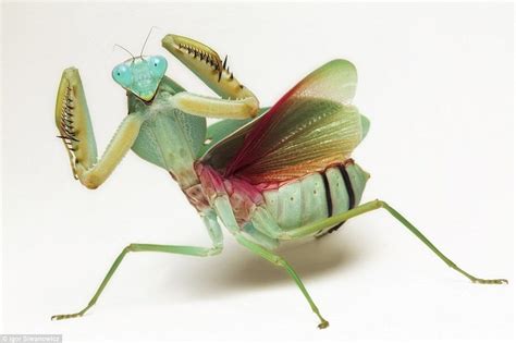Male Praying Mantises Dance Seductively To Attract A Mate Praying