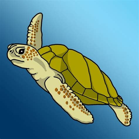 Loggerhead Sea Turtle Clipart 20 Free Cliparts Download Images On