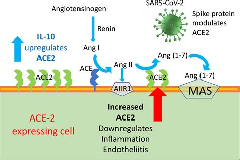 Frontiers Preliminary Evidence For Il 10 Induced Ace2 Mrna Expression