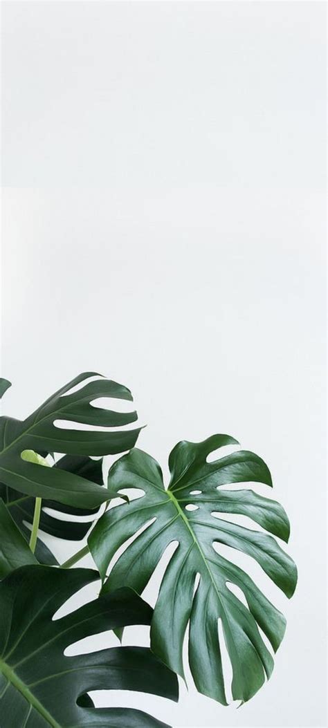 Phone Background Plant Wallpaper Leaves Wallpaper Iphone Plant