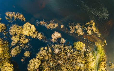 Aerial Photography Of Trees Nature Trees Water Aerial View Hd