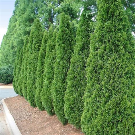 Fast Growing Evergreen Trees For Privacy G4rden Plant