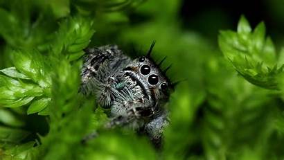 Spider Wallpapers Awesome Background Desktop Screen