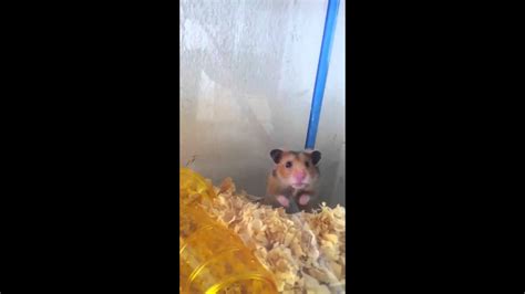 hamster gets shock youtube