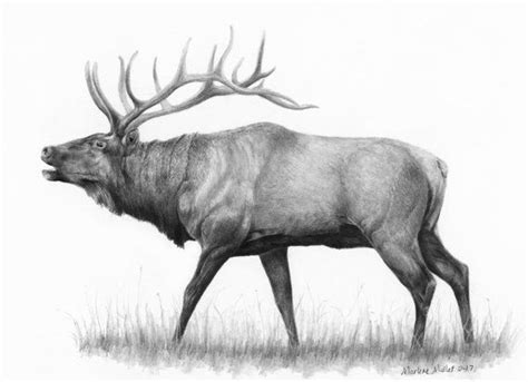 Elk Art Print Wildlife Art Print T For Outdoorsman Animal Print