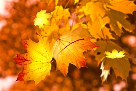 무료 이미지 가을 이파리 자연 단풍잎 노랑 낙엽 햇빛 단풍 나무 분기 컴퓨터 벽지 3456x2304