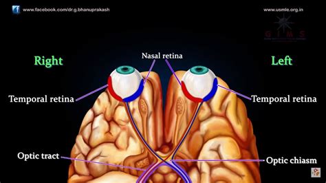 Visual Pathway Brain